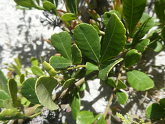 Searsia crenata
