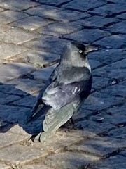 Corvus monedula