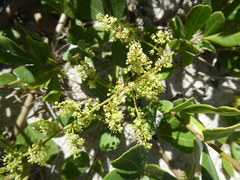 Searsia crenata