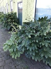 Fatsia japonica
