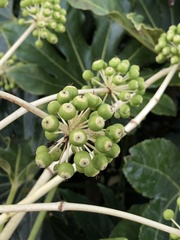 Fatsia japonica