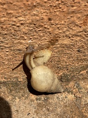 Limicolaria flammea