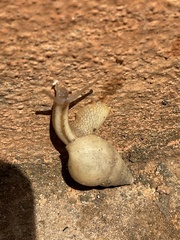 Limicolaria flammea