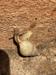 Limicolaria flammea