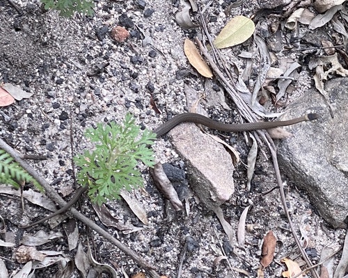 Photo of a Mustard-bellied Snake (Drysdalia rhodogaster)