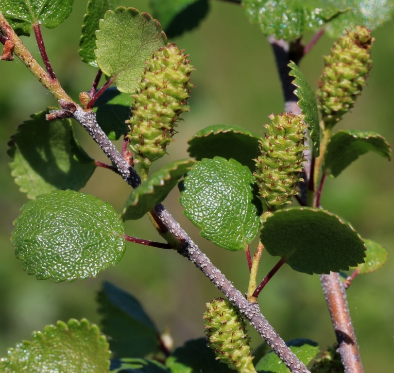 Betula nana ssp. exilis