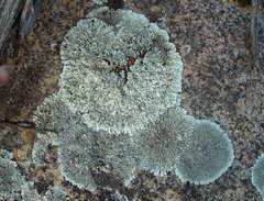 Notoparmelia erumpens