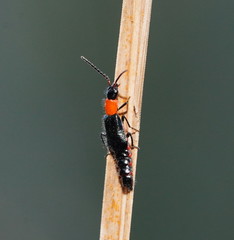 Carphurus cyanopterus