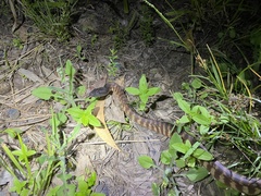 Aspidites melanocephalus