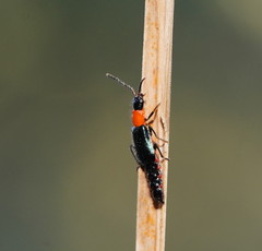 Carphurus cyanopterus