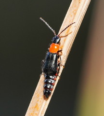 Carphurus cyanopterus