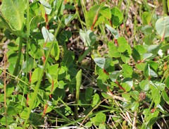 Salix fuscescens