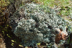 Xanthoparmelia taractica