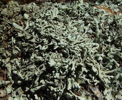 Xanthoparmelia taractica