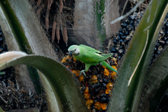 Psittacula alexandri