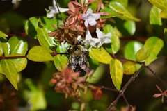 Xylocopa virginica