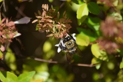 Xylocopa virginica