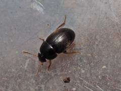 Nargus anisotomoides