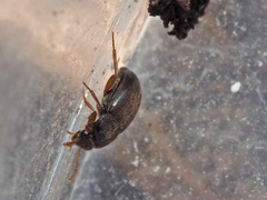 Nargus anisotomoides