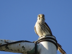 Falco sparverius