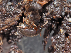 Nargus anisotomoides