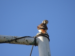 Falco sparverius