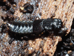 Anotylus rugosus