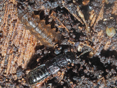 Anotylus rugosus