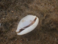 Bistolida stolida lorrainae