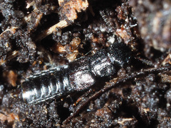 Anotylus rugosus