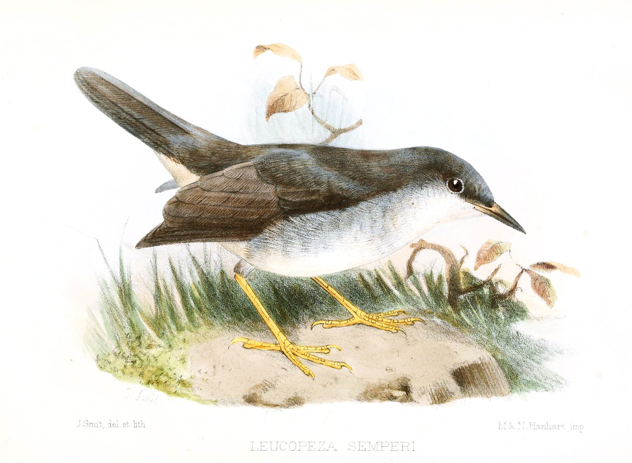 Semper's Warbler illustration