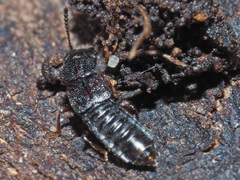 Anotylus rugosus