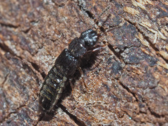 Anotylus rugosus