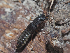 Anotylus rugosus