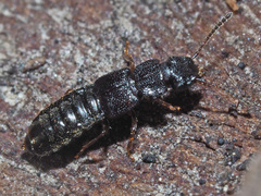 Anotylus rugosus
