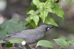 Stomiopera unicolor