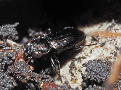 Notiophilus aquaticus
