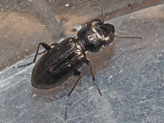 Notiophilus aquaticus