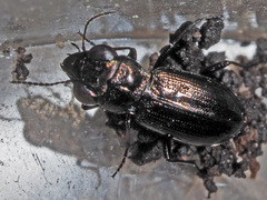 Notiophilus aquaticus