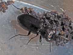 Notiophilus aquaticus