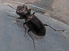 Notiophilus aquaticus