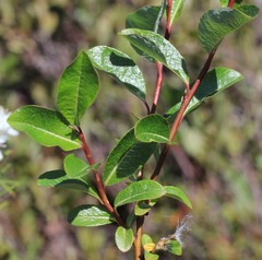 Salix fuscescens