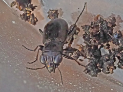 Notiophilus aquaticus