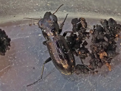 Notiophilus aquaticus