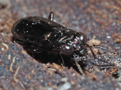 Notiophilus aquaticus