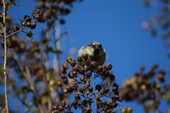 Passer domesticus