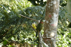 Selenidera maculirostris