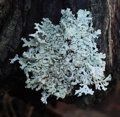 Hypogymnia subphysodes