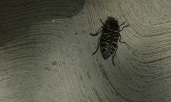 Lampetis dilaticollis