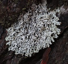 Hypogymnia subphysodes